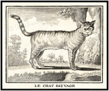 Antique Cat Print - 18th Century - Le Chat Sauvage - The Wild Cat
