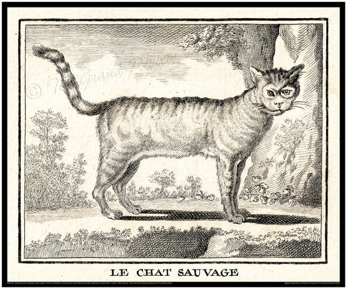 Antique Cat Print - 18th Century - Le Chat Sauvage - The Wild Cat