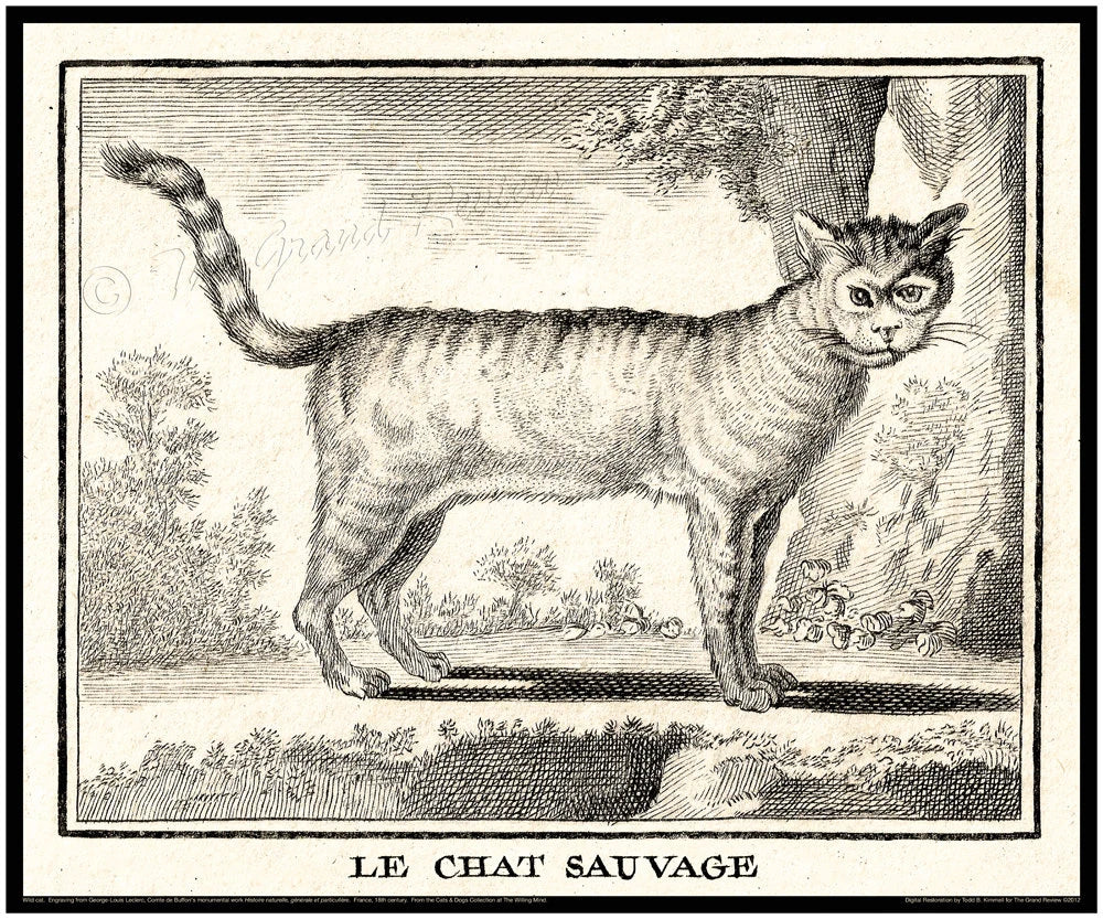 Antique Cat Print - 18th Century - Le Chat Sauvage - The Wild Cat