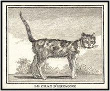 Antique Cat Print - 18th Century - Le Chat Sauvage - The Wild Cat