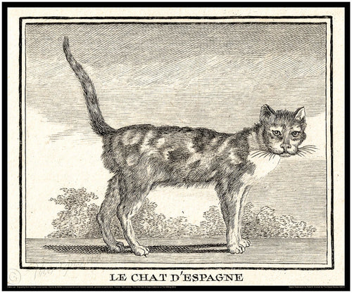 Antique Cat Print - 18th Century - LE CHAT D' ESPAGNE - The Spanish Cat - The Calico Cat