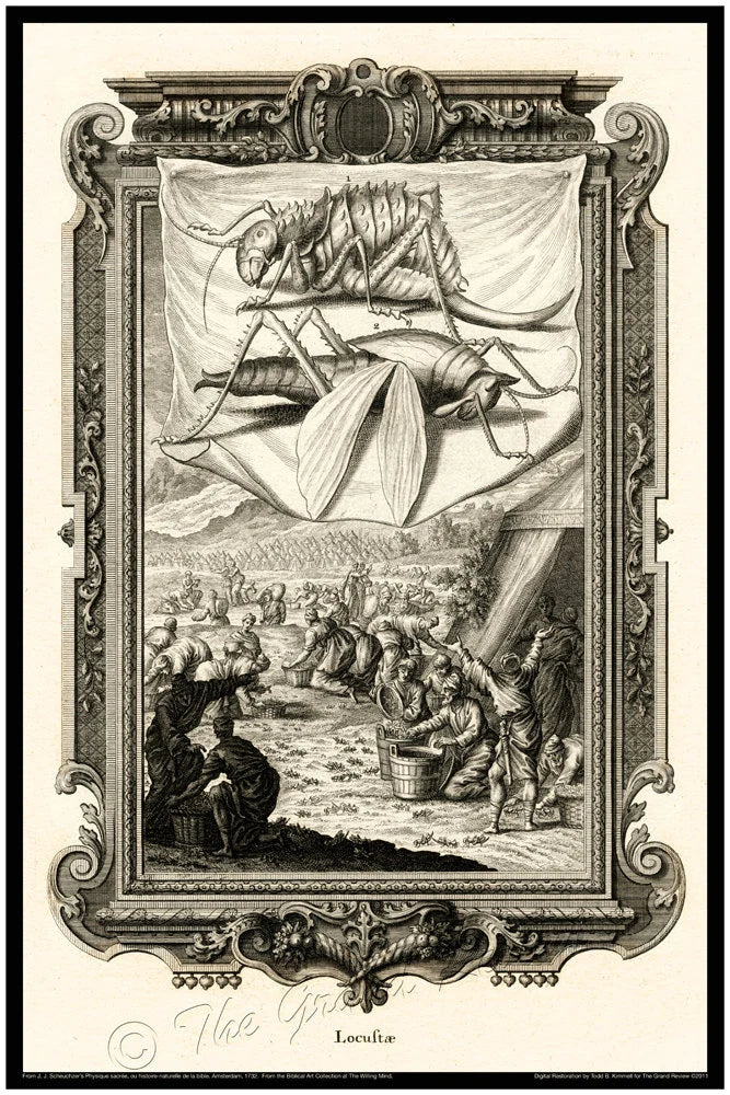 Biblical Plague of Locusts Print - Scheuchzer - Physica Sacra 1731-1735 - Classical Latin Version - Locustae - Leviticus 20 21 22 - Yummy