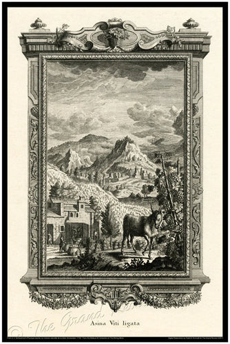 Wine - Ass - The Blood Of The Grape - Wine Spo-Dee-O-Dee - Biblical Print - Scheuchzer - Physica Sacra 1731-1735 - Classical Latin Version